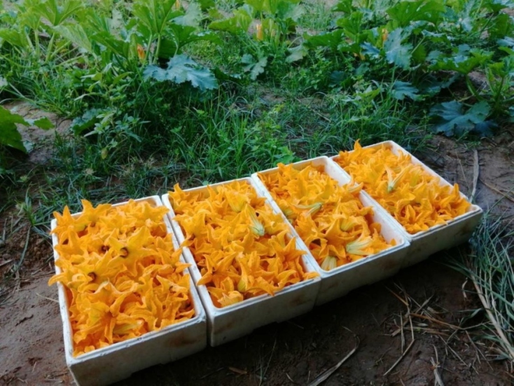 Κολοκυθοανθός