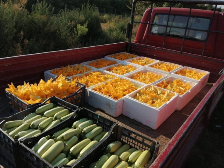 Κολοκυθοανθός