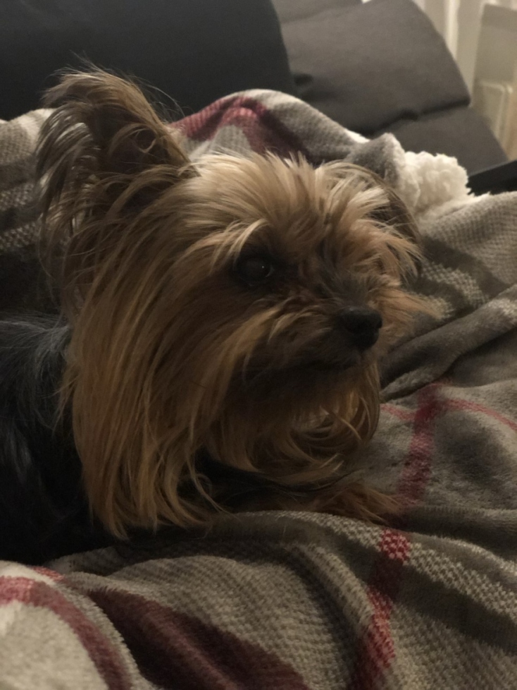 #menoumespiti με την Athens Voice: Η Τζένη Μελιτά περιγράφει πώς περνάει στο σπίτι ένα ζευγάρι με ένα σκυλί εν μέσω πανδημίας κορωνοϊού