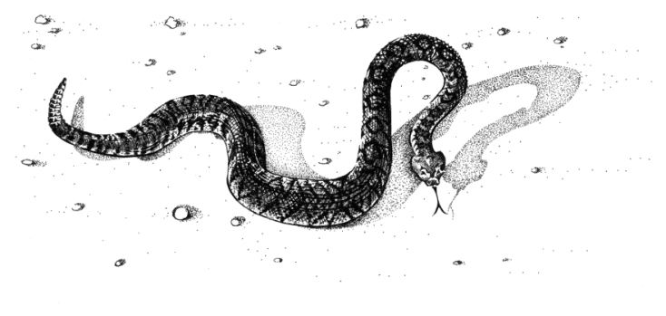 Από το βιβλίο Tim Voors. The Great Alone: Walking the Pacific Crest Trail, gestalten, 2019