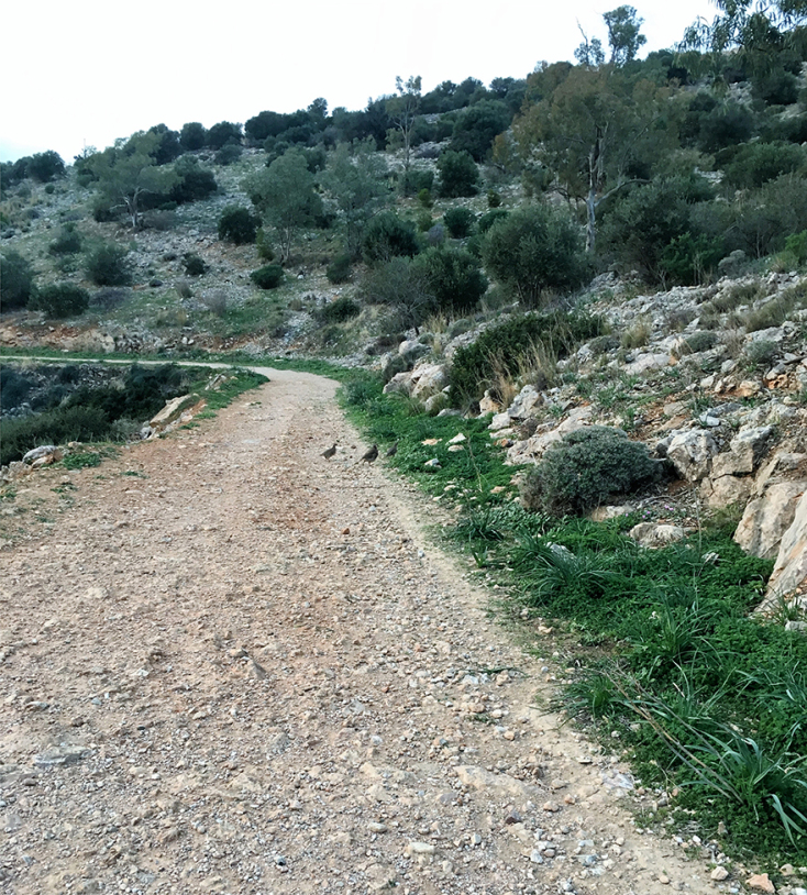  Ο ουρανός σφύζει από πετούμενα  πουλιά, γεράκια και άλλα αρπακτικά αλλά και γλάρους από την γειτονική θάλασσα της Βουλιαγμένης.