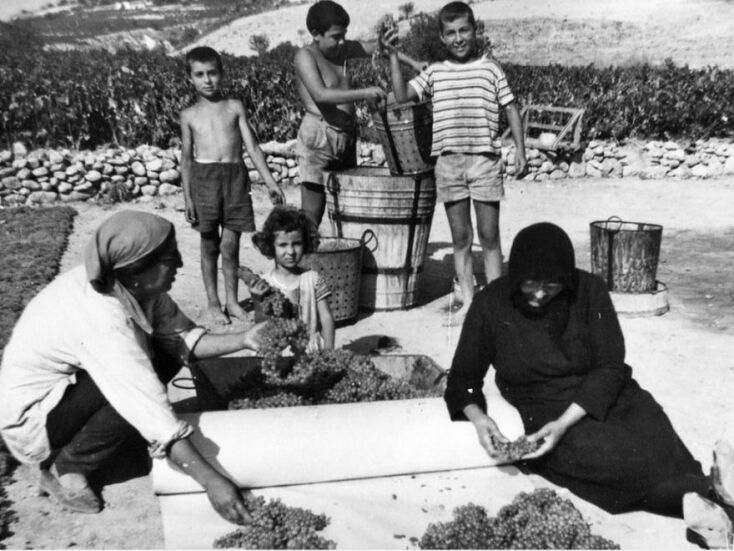 Τρύγος τον Αύγουστο