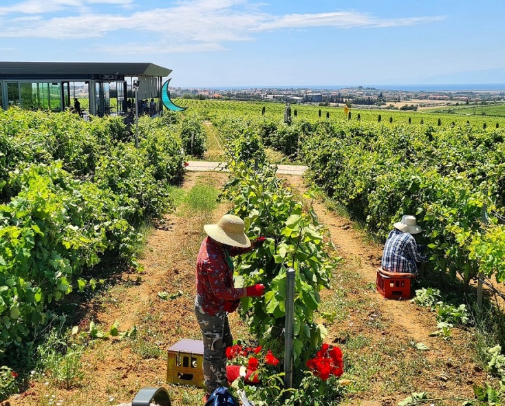 Στιγμιότυπο από τον τρύγο στο Κτήμα Γεροβασιλείου. 