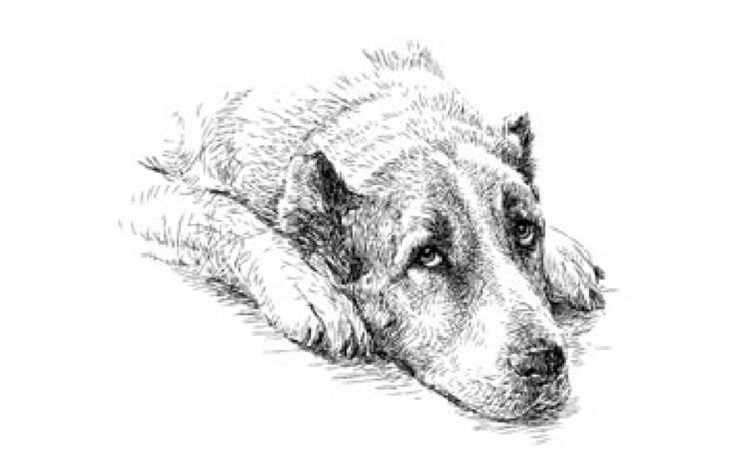 «Ο Αζόρ και ο κύριος των εννέα» της Φωτεινής Τσαλίκογλου (εκδόσεις Καστανιώτη)