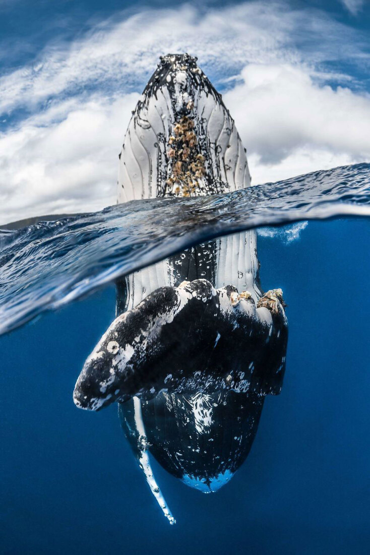 underwater-photographer-of-the-year-contest-winners-2018-5-5b3c76f2b4686_880.jpg