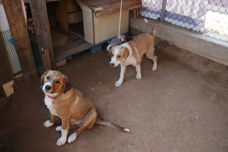 Δύο αδέσποτα στο camp προσφύγων στο Βαγιοχώρι