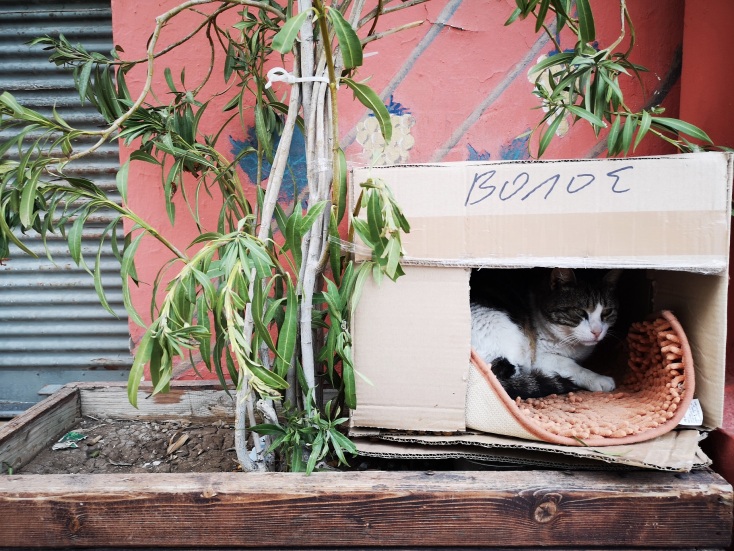 Γάτα σε χαρτόκουτο 