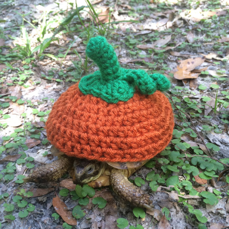 Κάνει κρύο, κάνει τσίφι, για το δόλιο το κοτσύφι…