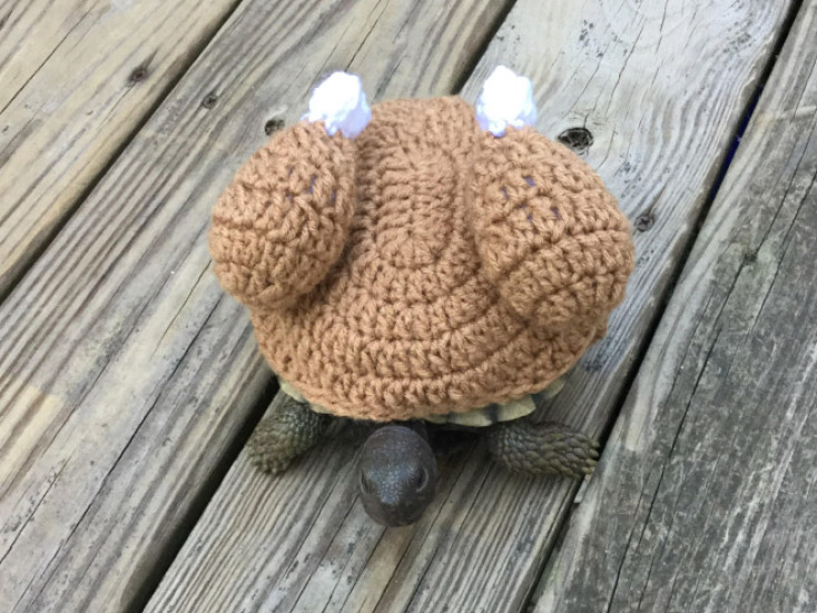 Κάνει κρύο, κάνει τσίφι, για το δόλιο το κοτσύφι…