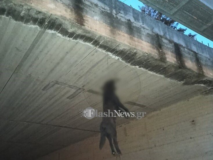 Κρέμασαν σκύλο σε γέφυρα στα Χανιά 