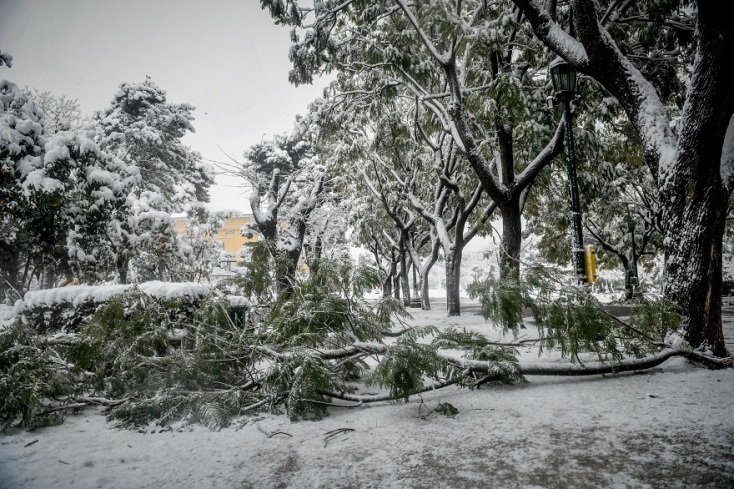 Πτώση δέντρου στο Ζάππειο