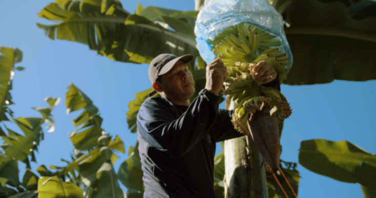 Ηη Chiquita επιβεβαιώνει τη δέσμευσή της να μειώσει το αποτύπωμα άνθρακα μέσω βιώσιμων γεωργικών πρακτικών. 