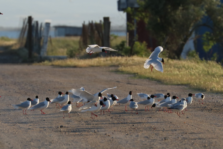 Μαυροκέφαλοι γλάροι στο Δέλτα Αξιού © ΑΠΕ / Λία Παπαδράγκα