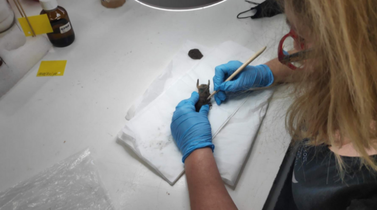 Χάλκινο ειδώλιο ταύρου © Υπουργείο Πολιτισμού