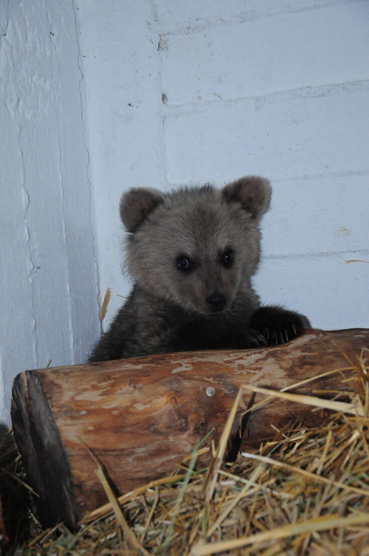 Ο Θωμάς, το αρκουδάκι στη Φλώρινα, έζησε μόνο του για ημέρες στο δάσος