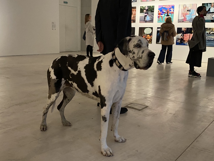 Παγκόσμια Ημέρα Αδέσποτων ζώων στο ΕΜΣΤ