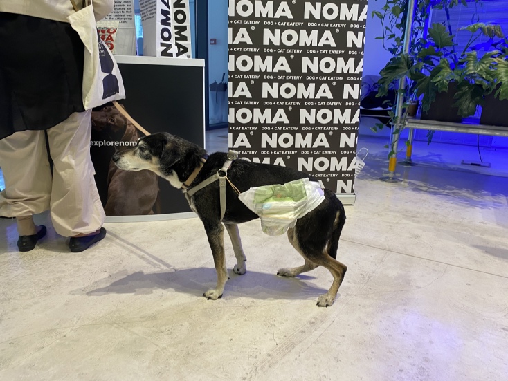 Παγκόσμια Ημέρα Αδέσποτων ζώων στο ΕΜΣΤ