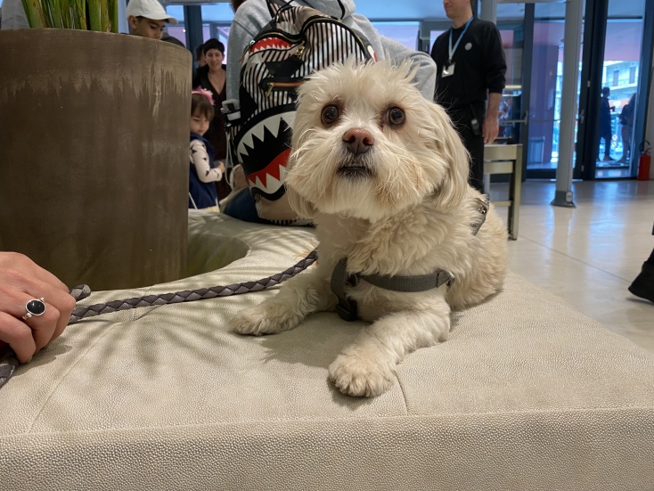 Παγκόσμια Ημέρα Αδέσποτων ζώων στο ΕΜΣΤ