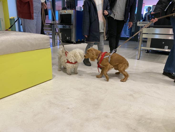 Παγκόσμια Ημέρα Αδέσποτων ζώων στο ΕΜΣΤ