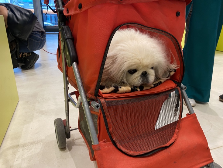 Παγκόσμια Ημέρα Αδέσποτων ζώων στο ΕΜΣΤ