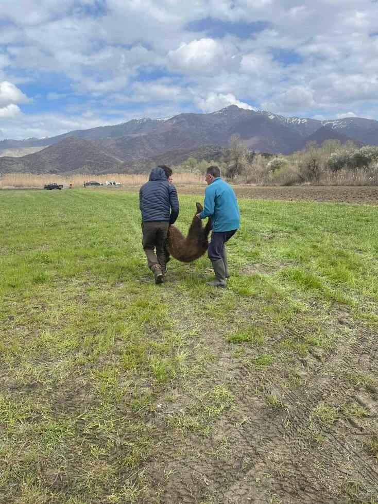 Νεαρό αρκουδάκι απελευθερώθηκε από παράνομη θηλιά για αγριογούρουνα στις Πρέσπες - Σώθηκε με παρέμβαση  περιβαλλοντικής οργάνωσης.