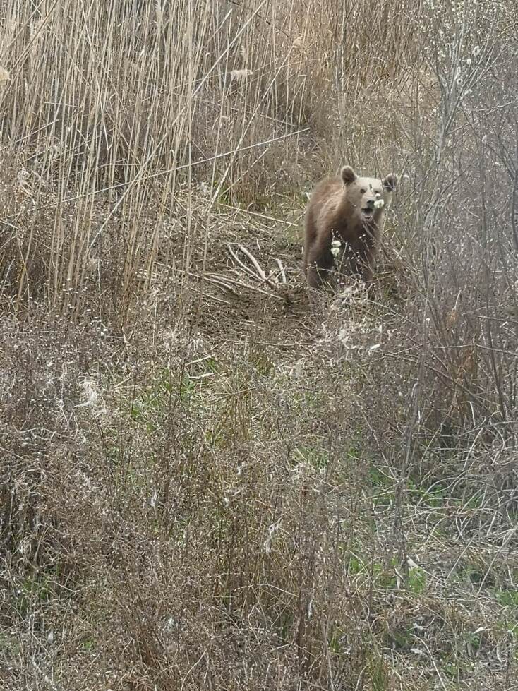 Νεαρό αρκουδάκι απελευθερώθηκε από παράνομη θηλιά για αγριογούρουνα στις Πρέσπες - Σώθηκε με παρέμβαση  περιβαλλοντικής οργάνωσης.