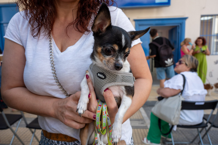 Η Αθήνα απέκτησε το πρώτο δημοτικό κτηνιατρείο - Φροντίδα και δωρεάν ιατροφαρμακευτική περίθαλψη - Κώστας Μπακογιάννης: Σηματοδοτεί τον πολιτισμό στην πράξη.