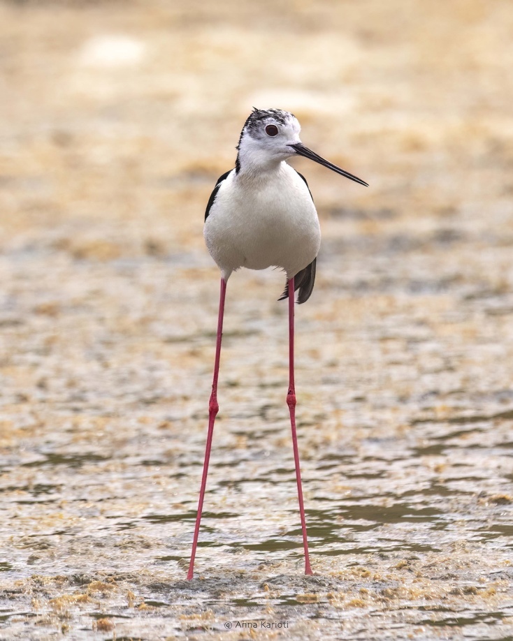 Πτηνό στο Εθνικό Πάρκο του Σχινιά 