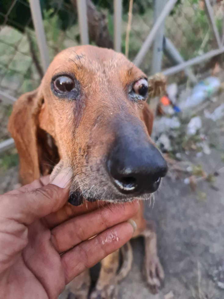 Έδεσαν τυφλό σκύλο και τον πέταξαν σε ποτάμι στα Κρέστενα