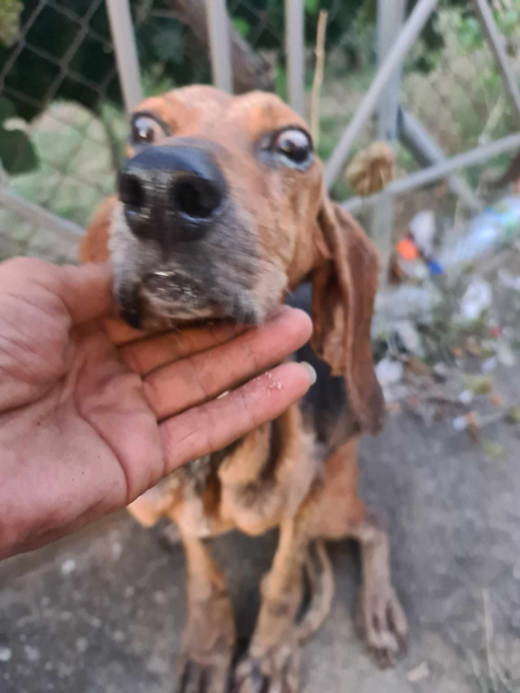 Έδεσαν τυφλό σκύλο και τον πέταξαν σε ποτάμι στα Κρέστενα
