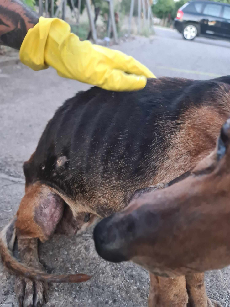 Έδεσαν τυφλό σκύλο και τον πέταξαν σε ποτάμι στα Κρέστενα