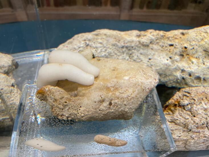 Λίνα Μενδώνη: «Το 2026 το υπουργείο Πολιτισμού θα αποδώσει  το Εθνικό Μουσείο Εναλίων Αρχαιοτήτων» - Εγκαίνια της  έκθεσης «Επιστροφή στα Αντικύθηρα»