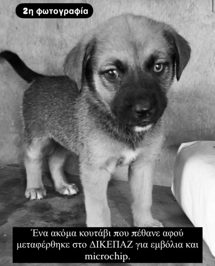 whatsapp_image_2025-01-29_at_01_12_27