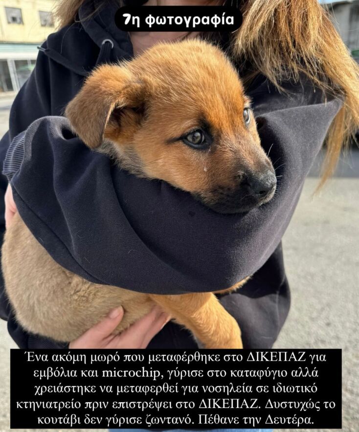 Συνεχόμενοι θάνατοι ζώων φιλοξενούμενων στο Καταφύγιο Αδεσπότων 