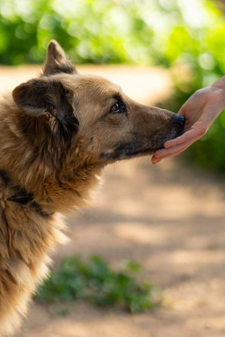 Φάρμα Βρούβα