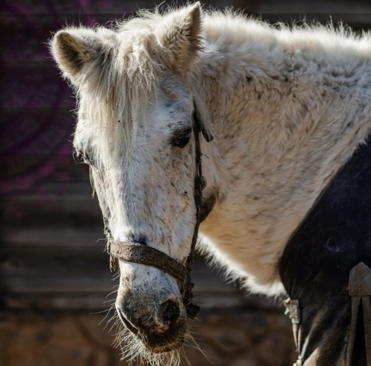 Φάρμα Βρούβα