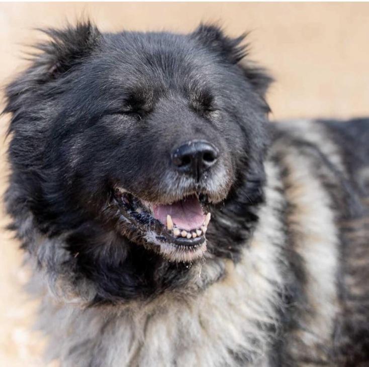 Η Φάρμα Βρούβα