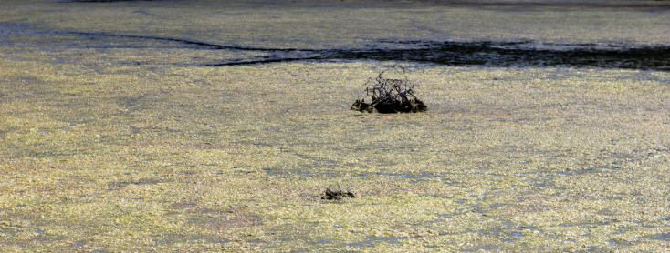 Κατερίνα Κατσιφαράκη, Ανατομία του αεικίνητου