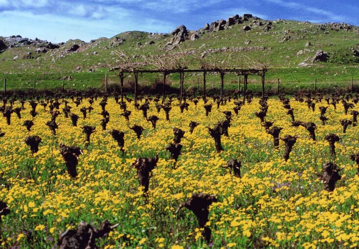 Limnos Organic Wines