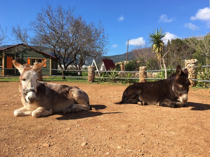 Γαϊδουροχώρα στο Κορωπί