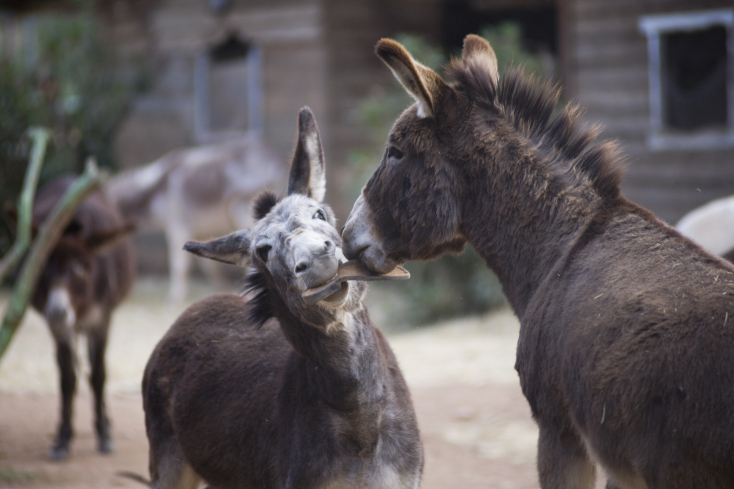 Γαϊδουροχώρα στο Κορωπί