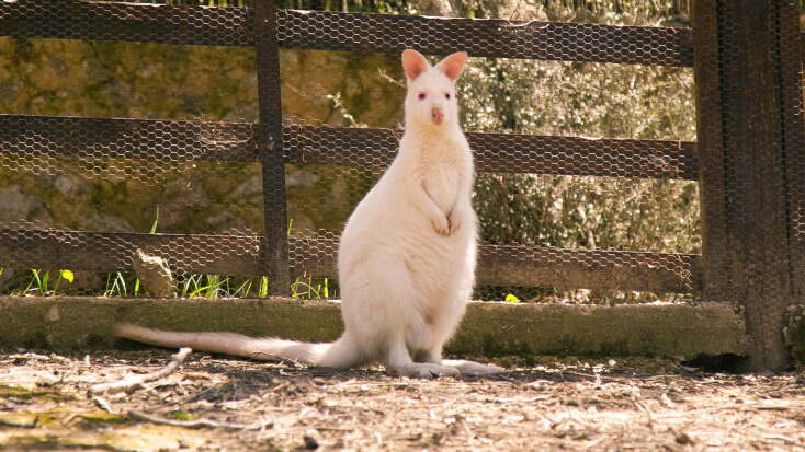 Λακκαγκίνη Στα Κιούρκα