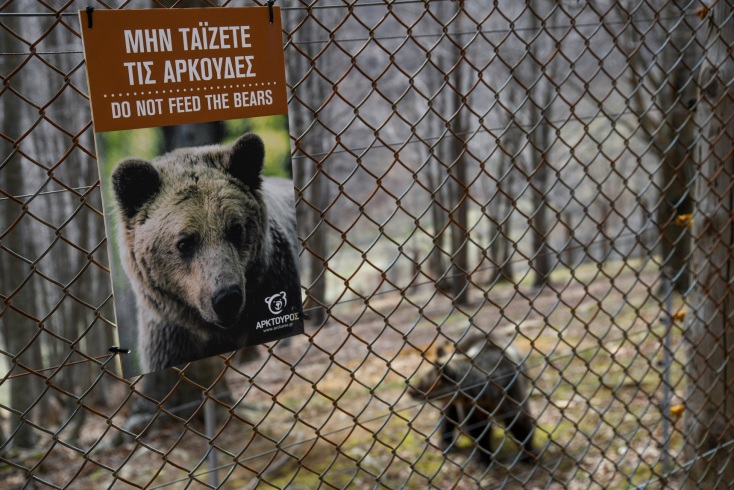 Νεκρές αρκούδες στη βόρεια Ελλάδα – Γιατί εκφράζουν ανησυχίες όσοι εργάζονται για την προστασία του απειλούμενου θηλαστικού.