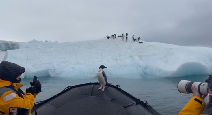Πιγκουίνος στην πλώρη βάρκας και δίπλα του φωτογράφοι που τον καταγράφουν