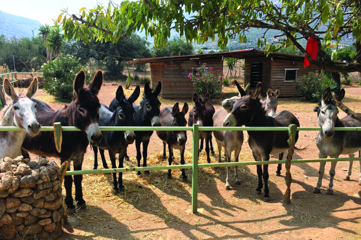 Στη Γαϊδουροχώρα