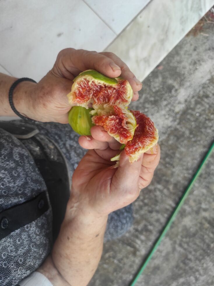 Τα πιο νόστιμα σύκα του καλοκαιριού τα γευτήκαμε στο χωριό Αυλιώτες, από τα χέρια της γιαγιάς Ευτέρπης.