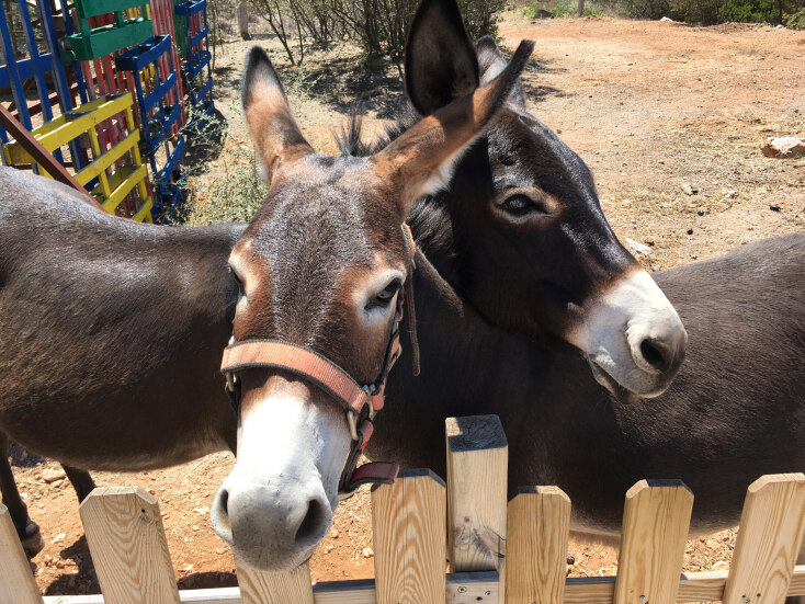 Στη Γαϊδουροχώρα