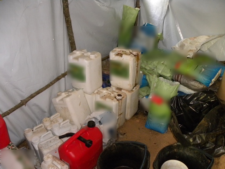 Δενδρύλλια κάνναβης στον Όλυμπο 