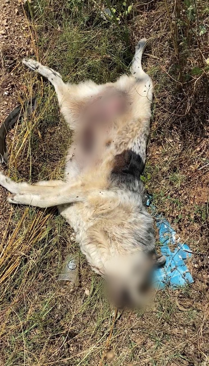 Eθελοντές αναφέρουν πώς το κυνοκομείο δημιουργήθηκε από τον δήμο Ζηρού, ο οποίος κάνει λόγο για προβοκάτσια – Σκληρές εικόνες. 