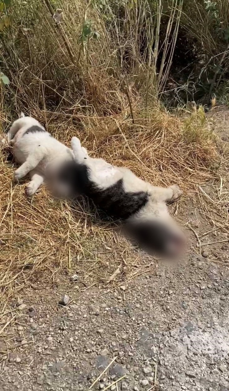 Eθελοντές αναφέρουν πώς το κυνοκομείο δημιουργήθηκε από τον δήμο Ζηρού, ο οποίος κάνει λόγο για προβοκάτσια – Σκληρές εικόνες. 